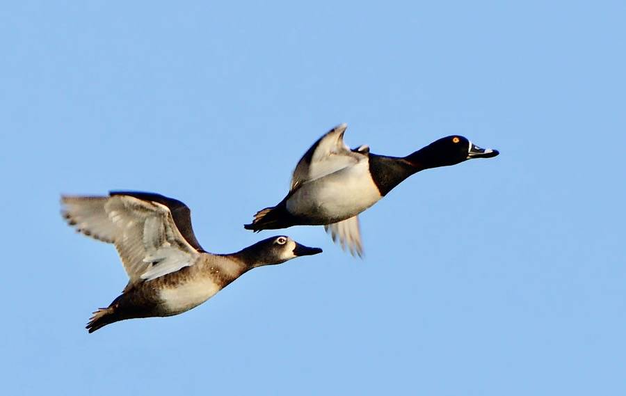 Mr and Mrs Ring-necked Duck by DaveInman is licensed under CC BY-NC-ND 2.0.